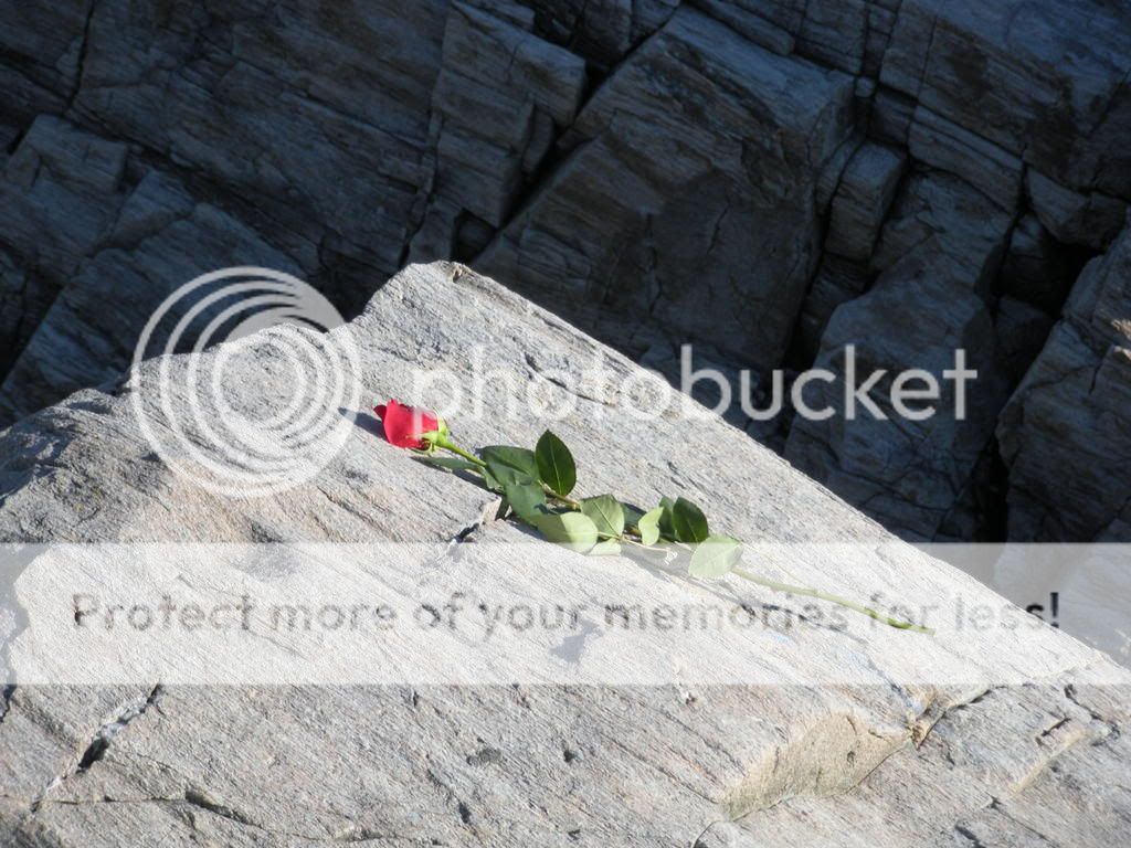 red rose photo: Rose DSCN0344.jpg