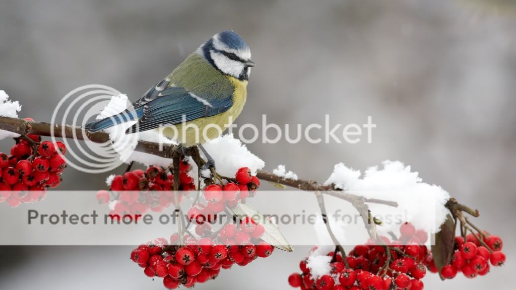 berries_bird_branch_snow_winter_zeusbox_com_h102011-1920x1080.jpg